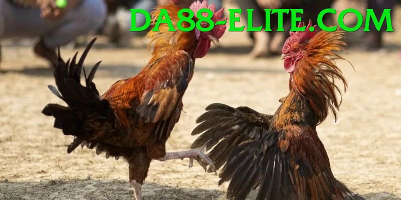 Đá Gà Trực Tiếp - da88 - Online